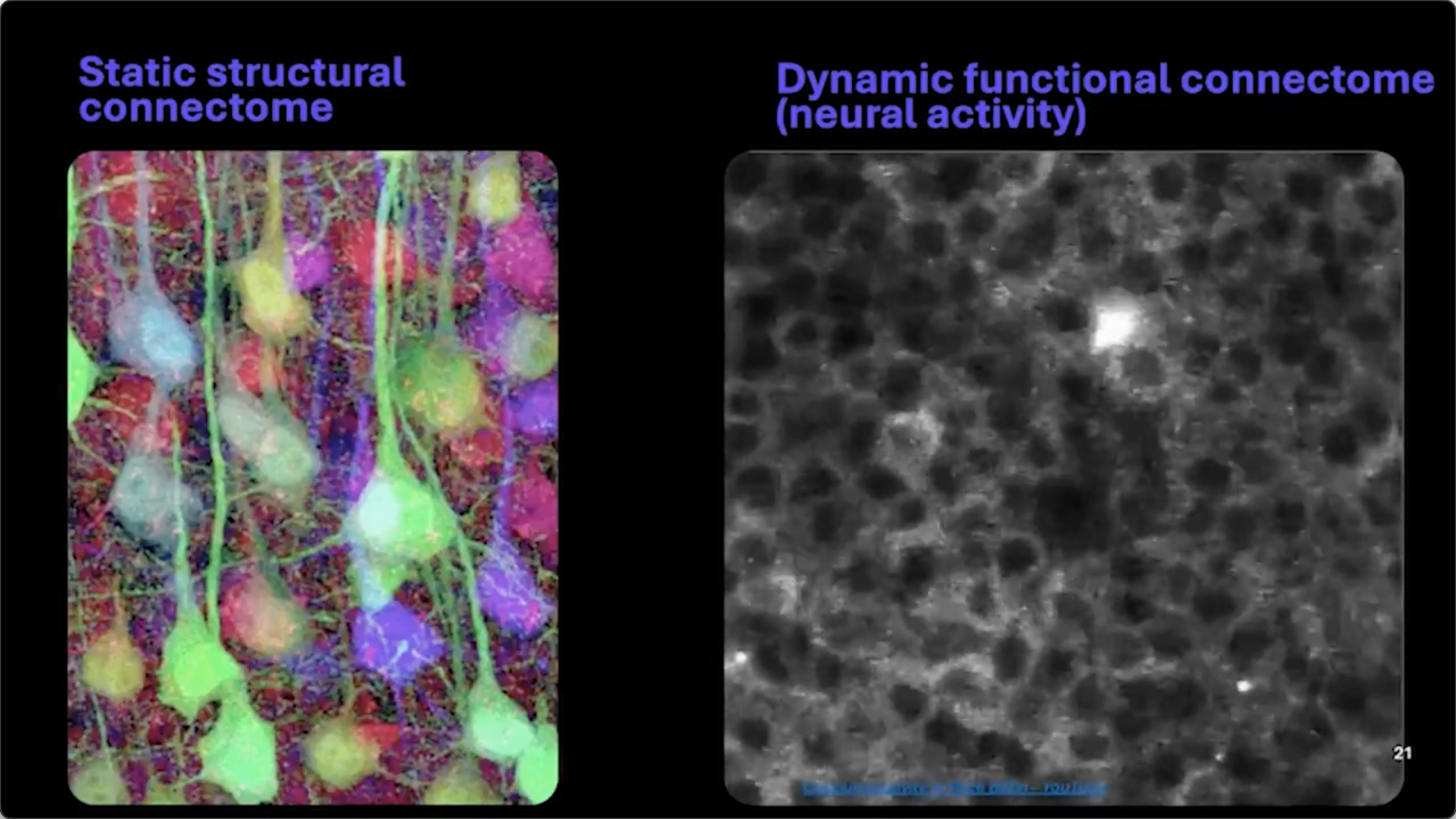 图片[14]-第一次，人类「上传」了一个大脑，并让它在虚拟世界活了起来-AI Express News