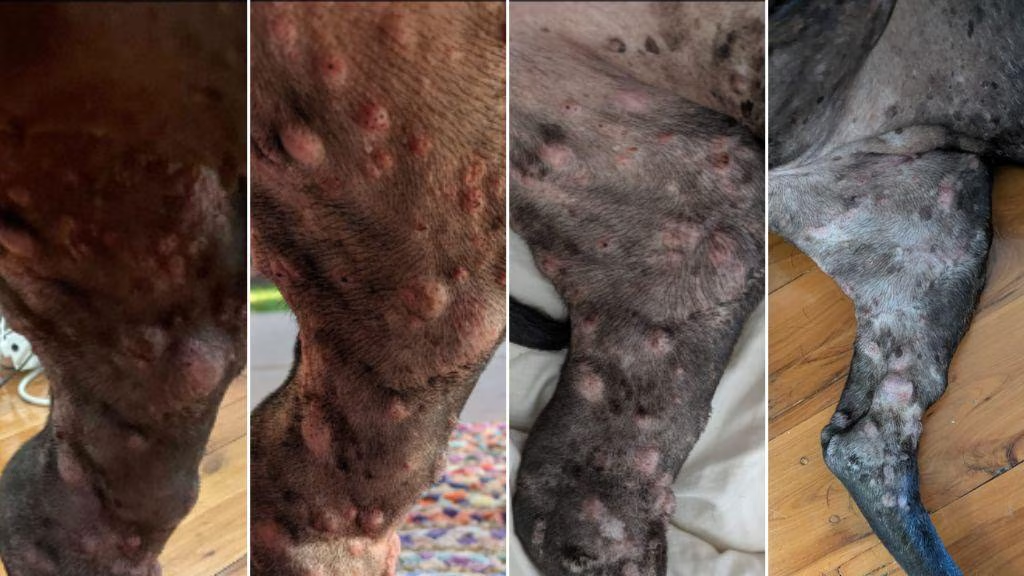 图片[24]-澳洲大神用ChatGPT手搓疫苗抢命，救活癌症晚期爱犬！OpenAI总裁爆赞-AI Express News