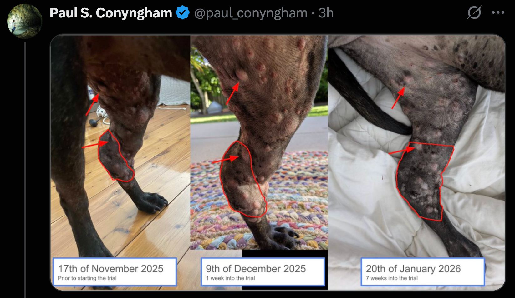 图片[25]-澳洲大神用ChatGPT手搓疫苗抢命，救活癌症晚期爱犬！OpenAI总裁爆赞-AI Express News