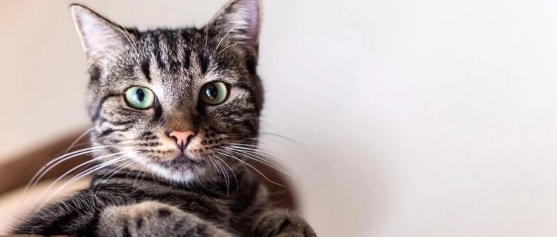 天天刷屏的 OpenClaw 跑不通？普通开发者如何跨越“AI 缝合怪”陷阱？-AI Express News